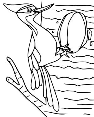 Ağaçkakan boyama sayfası,  coloring page, Küçük Temel Marangoz Kuş, 