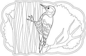 Ağaçkakan boyama sayfası,  coloring page, Ağacın üzerinde Normal Marangoz Kuş, 