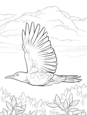 Ağaçkakan boyama sayfası,  coloring page, Marangoz kuş Uçan, 