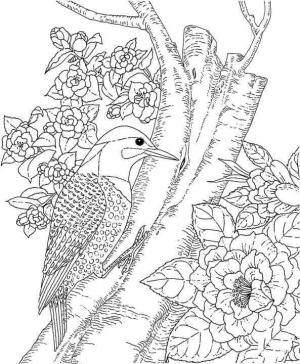 Ağaçkakan boyama sayfası,  coloring page, Marangozlar ve çiçek Kuşları, 