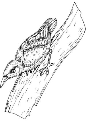 Ağaçkakan boyama sayfası,  coloring page, Küçük Marangoz Kuş, 