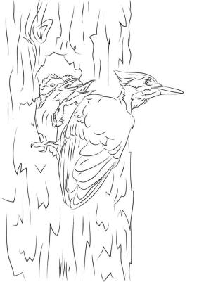 Ağaçkakan boyama sayfası,  coloring page, Pileated Marangoz Kuş, 