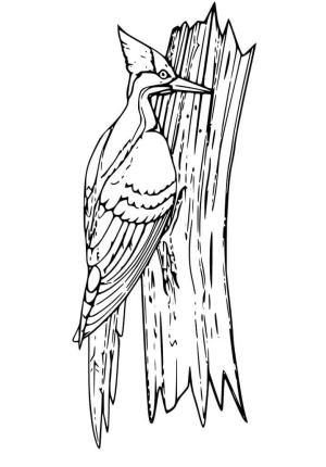 Ağaçkakan boyama sayfası,  coloring page, Güzel marangoz Kuş, 