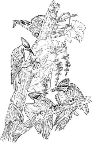 Ağaçkakan boyama sayfası,  coloring page, Dört Pileated Marangoz Kuşları, 