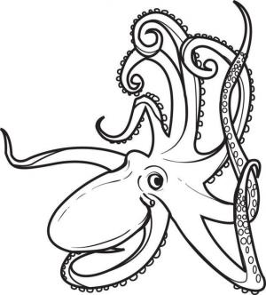 Ahtapot boyama sayfası,  coloring page, Ücretsiz Ahtapot, 