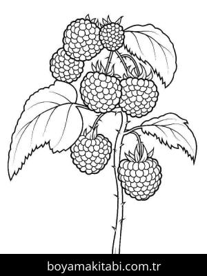 Ahududu boyama sayfası 49111,  coloring page, 