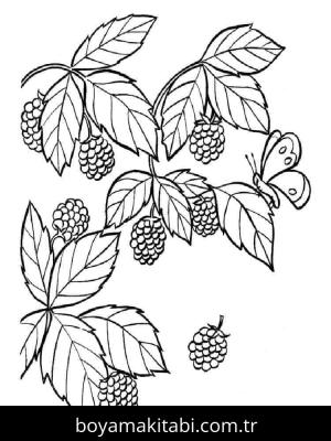 Ahududu boyama sayfası 49131,  coloring page, 
