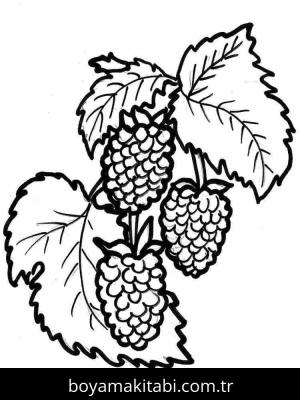 Ahududu boyama sayfası 49125,  coloring page, 