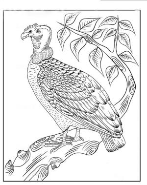 Akbaba boyama sayfası,  coloring page, Bir ağaç dalı üzerinde duran California Condor, 