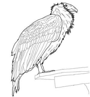 Akbaba boyama sayfası,  coloring page, California Condor Tünemiş, 