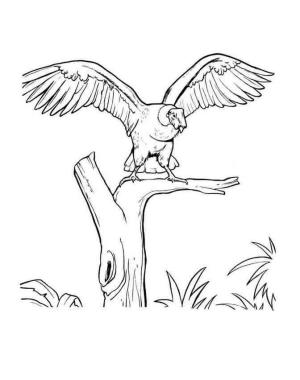 Akbaba boyama sayfası,  coloring page, Condor Ağacı Konumu, 