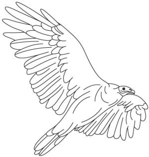 Akbaba boyama sayfası,  coloring page, Etkileyici Akbaba, 