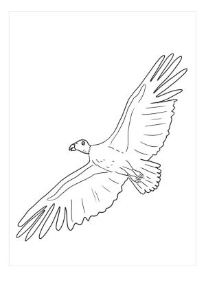 Akbaba boyama sayfası,  coloring page, Kondor Uçuş, 