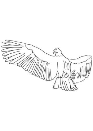 Akbaba boyama sayfası,  coloring page, Bir ve Condor Yükseliyor, 