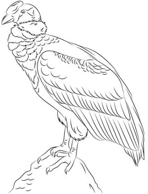 Akbaba boyama sayfası,  coloring page, Bir Kayanın Üzerinde Kondor, 