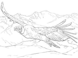 Akbaba boyama sayfası,  coloring page, Uçan And Condor, 