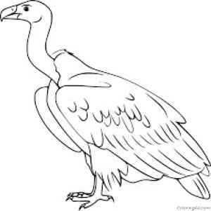 Akbaba boyama sayfası,  coloring page, Condor Yazdırılabilir, 