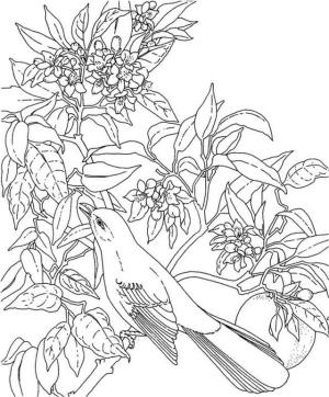 Alaycı Kuş boyama sayfası,  coloring page, Yapraklı Çiçek Bülbül, 