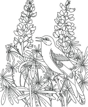 Alaycı Kuş boyama sayfası,  coloring page, Tatlı Bülbül, 