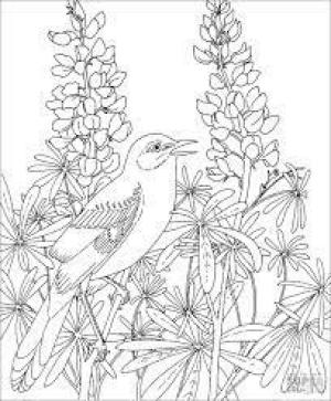 Alaycı Kuş boyama sayfası,  coloring page, Gerçekçi Bülbül, 