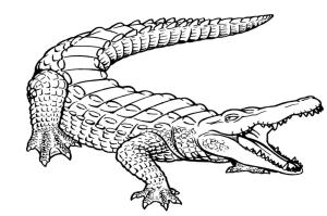 Alligator boyama sayfası,  coloring page, Basit Timsah, 