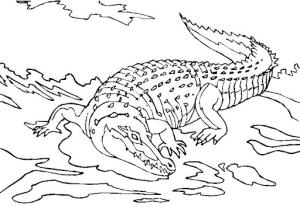 Alligator boyama sayfası,  coloring page, Büyük Timsah, 