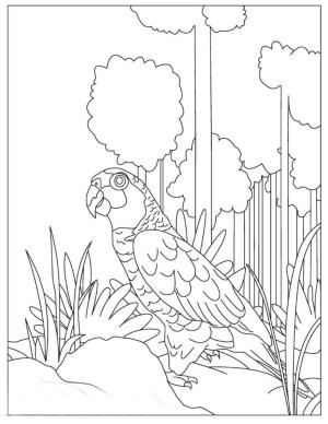 Amerika Papağanı boyama sayfası,  coloring page, Amerika Papağanı Ayakta, 