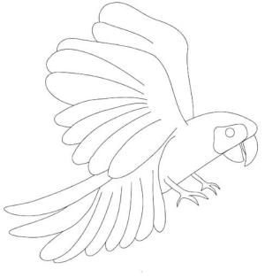 Amerika Papağanı boyama sayfası,  coloring page, Beyaz Amerika Papağanı, 