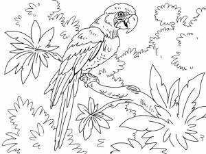 Amerika Papağanı boyama sayfası,  coloring page, Askeri Amerika Papağanı, 