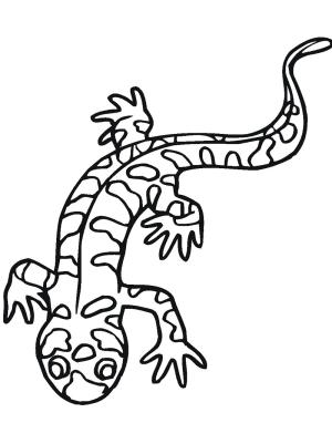 Amfibiler boyama sayfası,  coloring page, Bir Semender, 