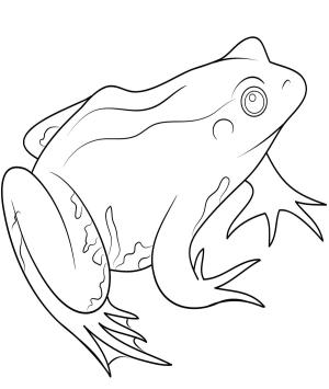 Amfibiler boyama sayfası,  coloring page, Düzenli Kurbağa, 