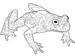 Amfibiler boyama sayfası,  coloring page, Göbek kurbağası, 