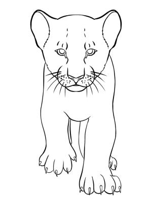 Aslan boyama sayfası, Lions coloring page, , 