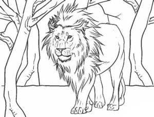 Aslan boyama sayfası, Lions coloring page, , 