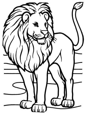 Aslan boyama sayfası, Lions coloring page, Erkek Afrika Aslanı, 