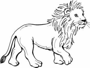 Aslan boyama sayfası, Lions coloring page, , 