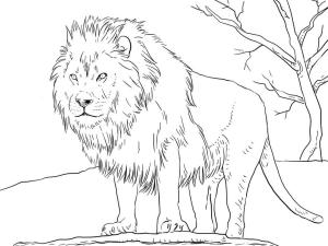 Aslan boyama sayfası, Lions coloring page, ,