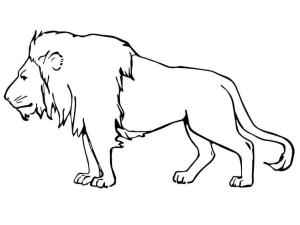 Aslan boyama sayfası, Lions coloring page, Erkek Aslan, 