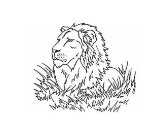Aslan boyama sayfası, Lions coloring page, ,