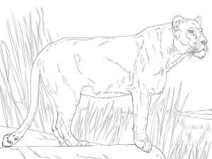 Aslan boyama sayfası, Lions coloring page, ,