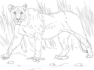 Aslan boyama sayfası, Lions coloring page, , 