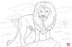 Aslan boyama sayfası, Lions coloring page, , lions african lion 