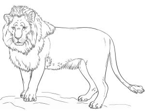 Aslan boyama sayfası, Lions coloring page, ,