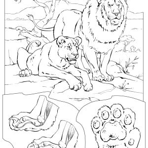 Aslan boyama sayfası, Lions coloring page, , 