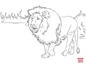 Aslan boyama sayfası, Lions coloring page, , lions gorgeous lion 