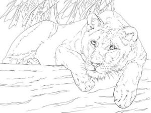 Aslan boyama sayfası, Lions coloring page, , 