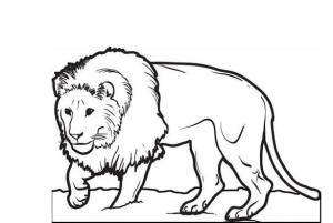 Aslan boyama sayfası, Lions coloring page, Basit Aslan, 