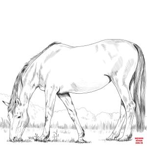 At boyama sayfası, Horse coloring page, , horses hanoverian horse 