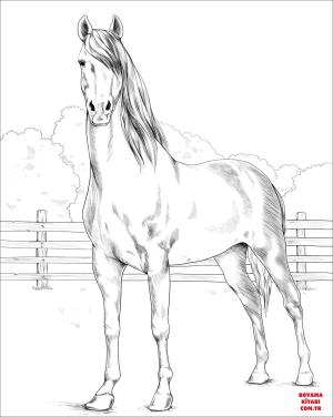 At boyama sayfası, Horse coloring page, , horses morgan horse 