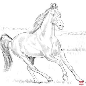 At boyama sayfası, Horse coloring page, , horses marwari horse 